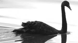 black swan